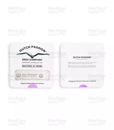 Semillas feminizadas Auto Blueberry