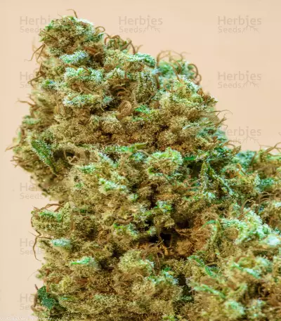 Princess Haze Seeds
