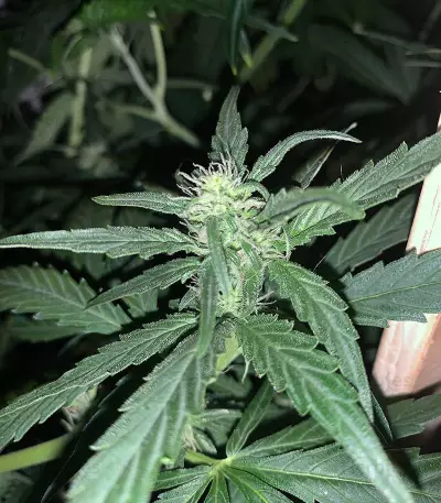 Amphetamine Auto (Cream of the Crop Seeds)