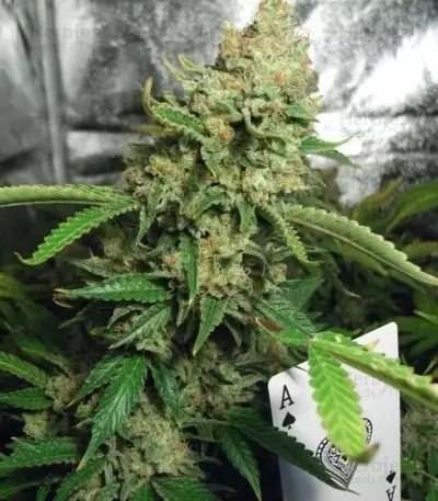Special Queen #1 (RQS)