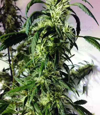 Afghanica Seeds