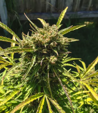 Auto Somango feminized seeds