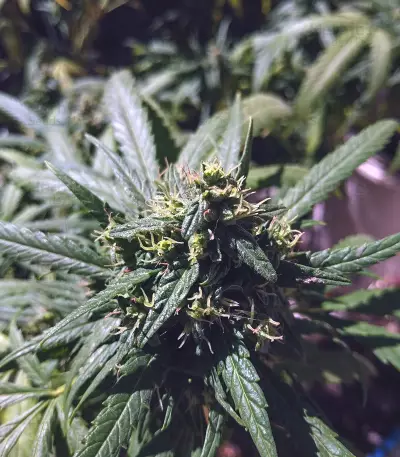 Californian Orange (Dutch Passion)