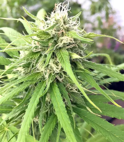 Congo x Kali China Seeds