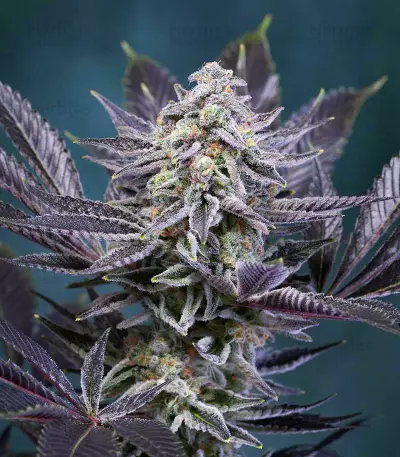 Deep Purple regular (TGA Subcool Seeds / SubCool’s The Dank)