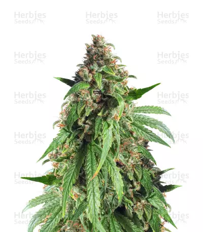 Dr. Bruce Banner CBD strain