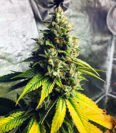 Fuel OG Seeds