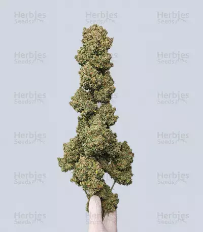 Guava Auto Seeds