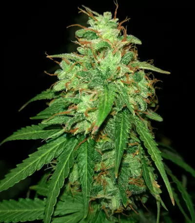Girl Scout Cookies Auto (Semi Sensibili Originali)