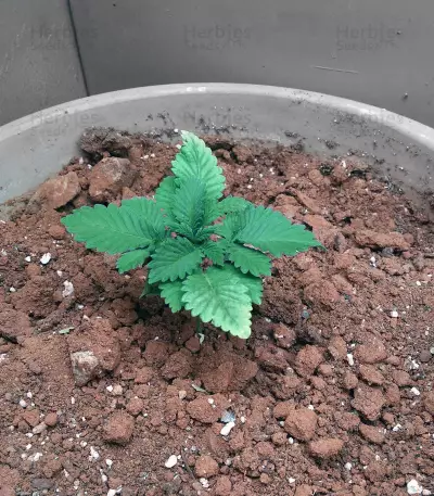 Gorilla (Gorilla Glue #4) (Expert Seeds)