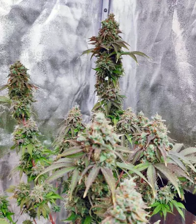 Grand Daddy Purp Seeds