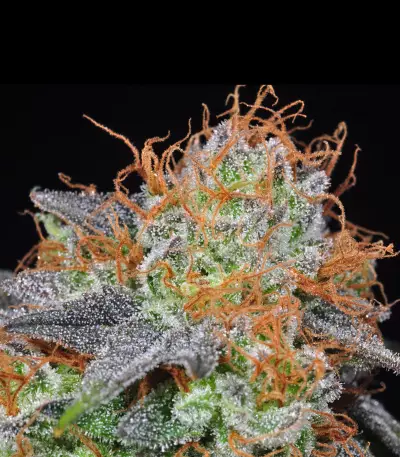 Grandaddy Banner Seeds