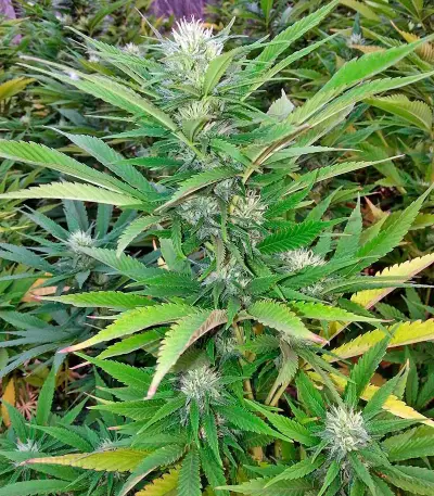 Green Crack (Humboldt Seeds Organization)