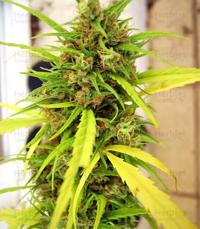 Graines de cannabis Guawi (Ace Seeds)