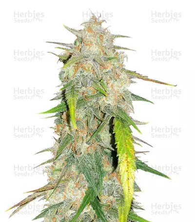 Buy Julies Cookies feminized seeds