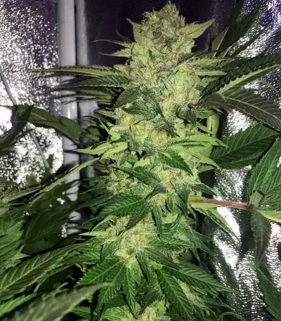 Master Kush Seeds (White Label Seed Company)