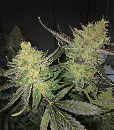 Melon Gum Auto Seeds
