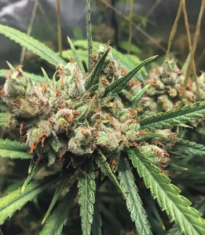 Northern Lights #5 X Haze feminized seeds