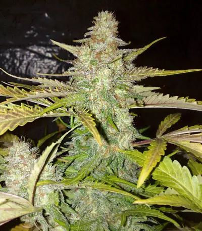 Semi femminizzati Northern Lights (White Label Seed Company)