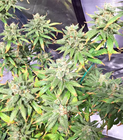Pakistan Chitral Kush Seeds
