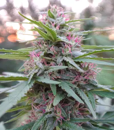 Panama strain