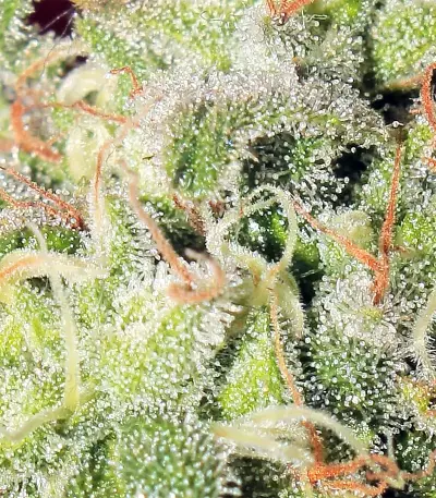 Panama regular seeds