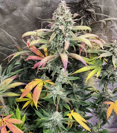 Peach Puree CBD strain
