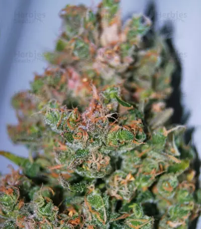 Pure Africa Seeds