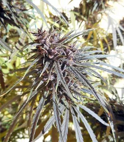 Purple Haze x Malawi Regular (Ace Seeds)