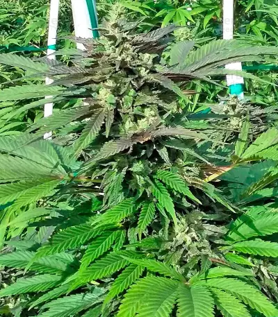 Sapphire OG (Humboldt Seeds Organization)