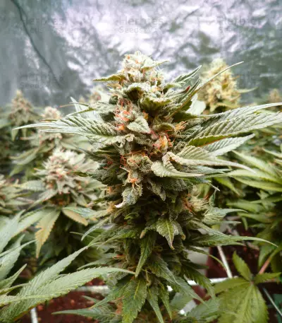 Sherbert Dab (Big Head Seeds)