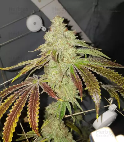 Sherbet Queen strain