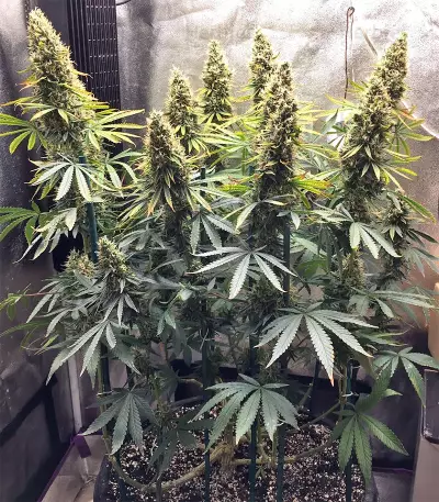 Thai Chi feminized seeds