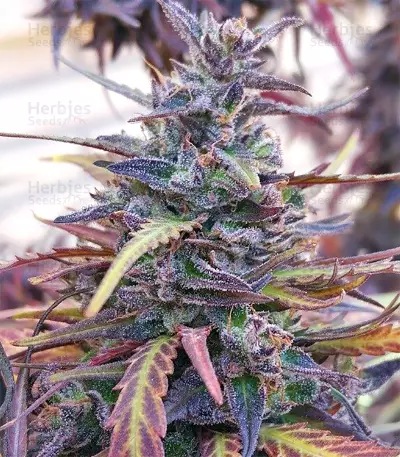 Thai Chi feminized seeds