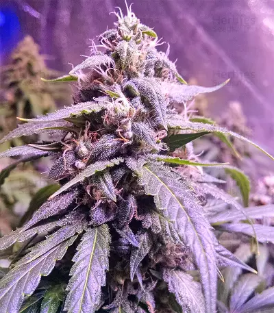 Triangle Kush Auto (Mephisto Genetics) Cannabis-Samen