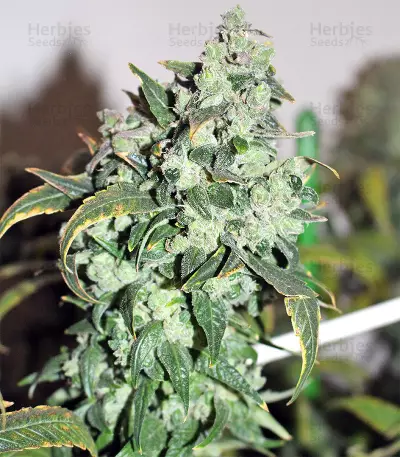 Txomango feminized seeds