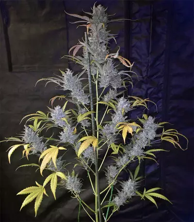 Wedding Cake Auto feminized seeds (Original Sensible Seeds)