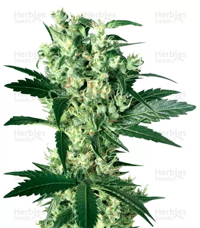 X Haze (White Label) Cannabis-Samen