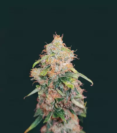 Amnesia (Herbies Seeds)