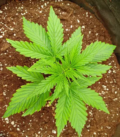 Graines féminisées de Blue Sunset Sherbert (Barney’s Farm)