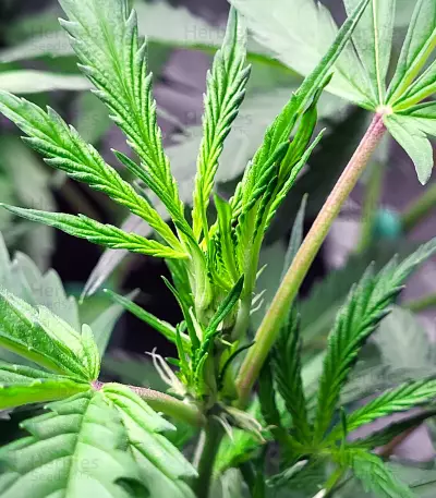 Bruce Banner Autoflower เมล็ดพันธุ์สตรี (Seedkeepers)