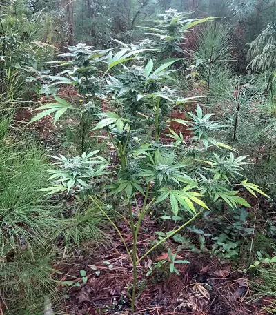 Bruce Banner Seeds (Flavour Chasers Seeds)