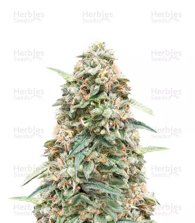 Cinderella 99 Fast Version Feminized Seeds (Herbies Seeds USA)