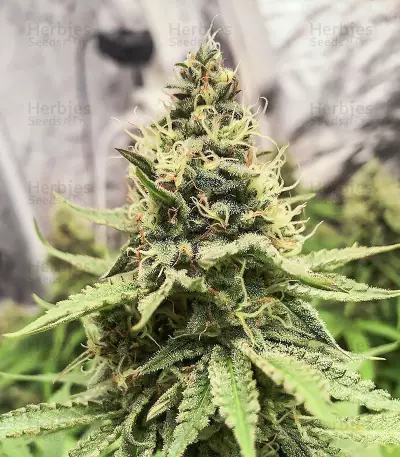 Critical Amnesia Feminized Seeds (AlphaFem Seeds)