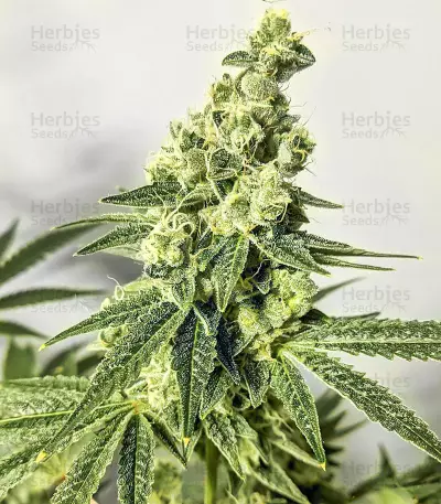 Semi Femminizzati Dozy Cake (AlphaFem Seeds)