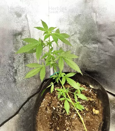 Gorilla Infested Gelato Auto (GGG2 Auto) feminized seeds