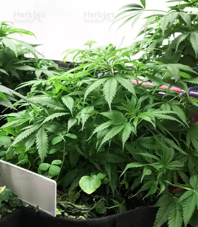 Gorilla x Lilly (Expert Seeds) Seeds