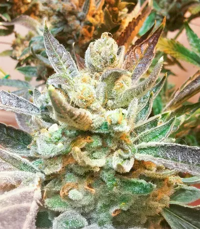 Grape OG Seeds
