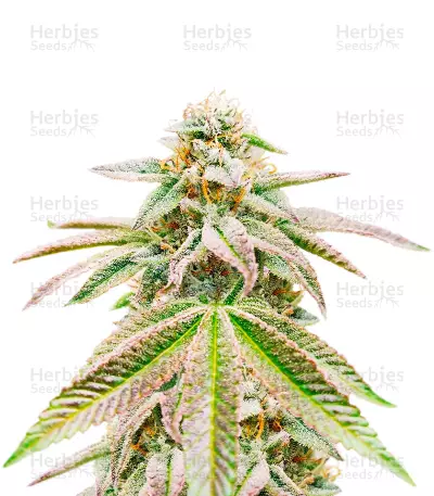 Great White Shark Auto Feminized Seeds (Herbies Seeds USA)