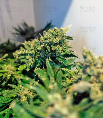 Semi femminizzati Jack Herer (Green House Seeds)